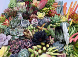 10 Assorted Live Succulent Cuttings, No 2 Succulents Alike, Great for Terrariums