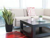 Costa Farms Premium Live Indoor Snake Plant, Sansevieria, 2-FT Floor Plant, Shipped Fresh From Farm in Cylinder Planter