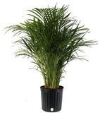 Costa Farms Areca Butterfly Palm Tree, Live Indoor Plant, 3 to 4-Feet Tall