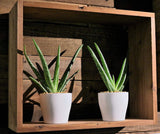 Costa Farms Aloe Vera Plant, Live Indoor Plant, 12 to 14-Inches Tall, Ships in 4-Inch Grow Pot, Fresh From Our Farm