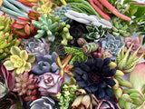 10 Assorted Live Succulent Cuttings, No 2 Succulents Alike, Great for Terrariums