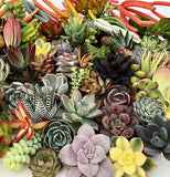 10 Assorted Live Succulent Cuttings, No 2 Succulents Alike, Great for Terrariums