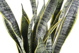 Costa Farms Premium Live Indoor Snake Plant, Sansevieria, 2-FT Floor Plant, Shipped Fresh From Farm in Cylinder Planter