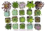 Succulent Plants (5 Pack), Fully Rooted in Planter Pots with Soil - Real Live Potted Succulents
