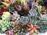 10 Assorted Live Succulent Cuttings, No 2 Succulents Alike, Great for Terrariums