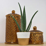 Costa Farms Aloe, Live Indoor Plant, 12 to 14-Inches Tall, Ships in Modern Ceramic Planter