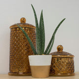Costa Farms Aloe Vera Plant, Live Indoor Plant, 12 to 14-Inches Tall, Ships in 4-Inch Grow Pot, Fresh From Our Farm