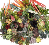 10 Assorted Live Succulent Cuttings, No 2 Succulents Alike, Great for Terrariums